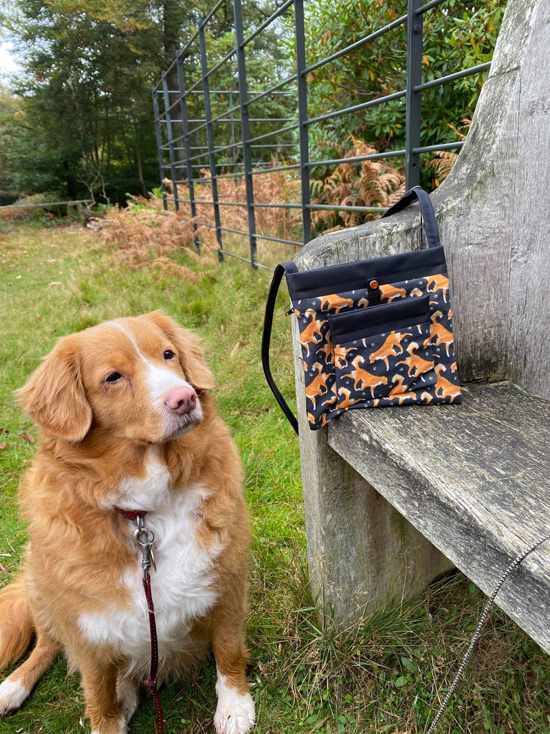 Black and Orange Canadian Toller