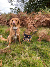 Black and Orange Canadian Toller