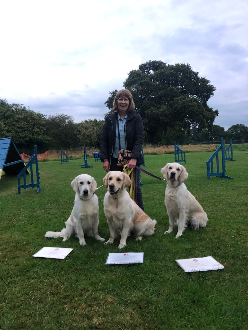 Golden Retrievers