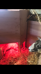 Heat lamp box