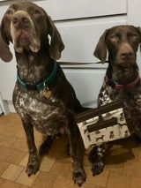 German Shorthaired Pointer Brown or Black